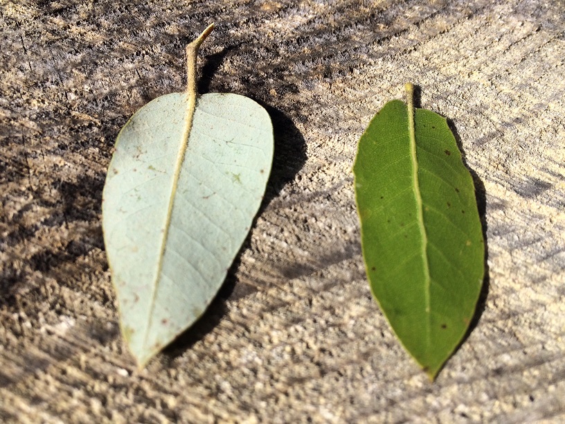 Live Oak leaves, bottoms