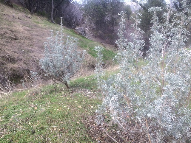 Several Silver Bush Lupine plants in gopher territory
