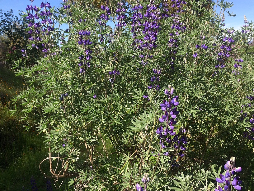 Silver Lupine
