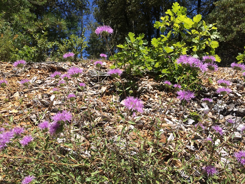 Coyote Mint patch at 3,050 feet elevation, Midpines Summit, Mariposa County