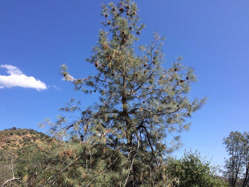 Gray Pine